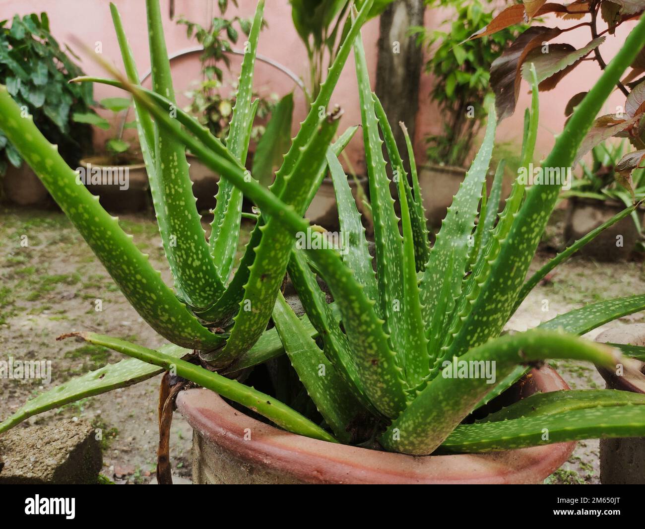 Aloe Vera plant in a vase Stock Photo Alamy