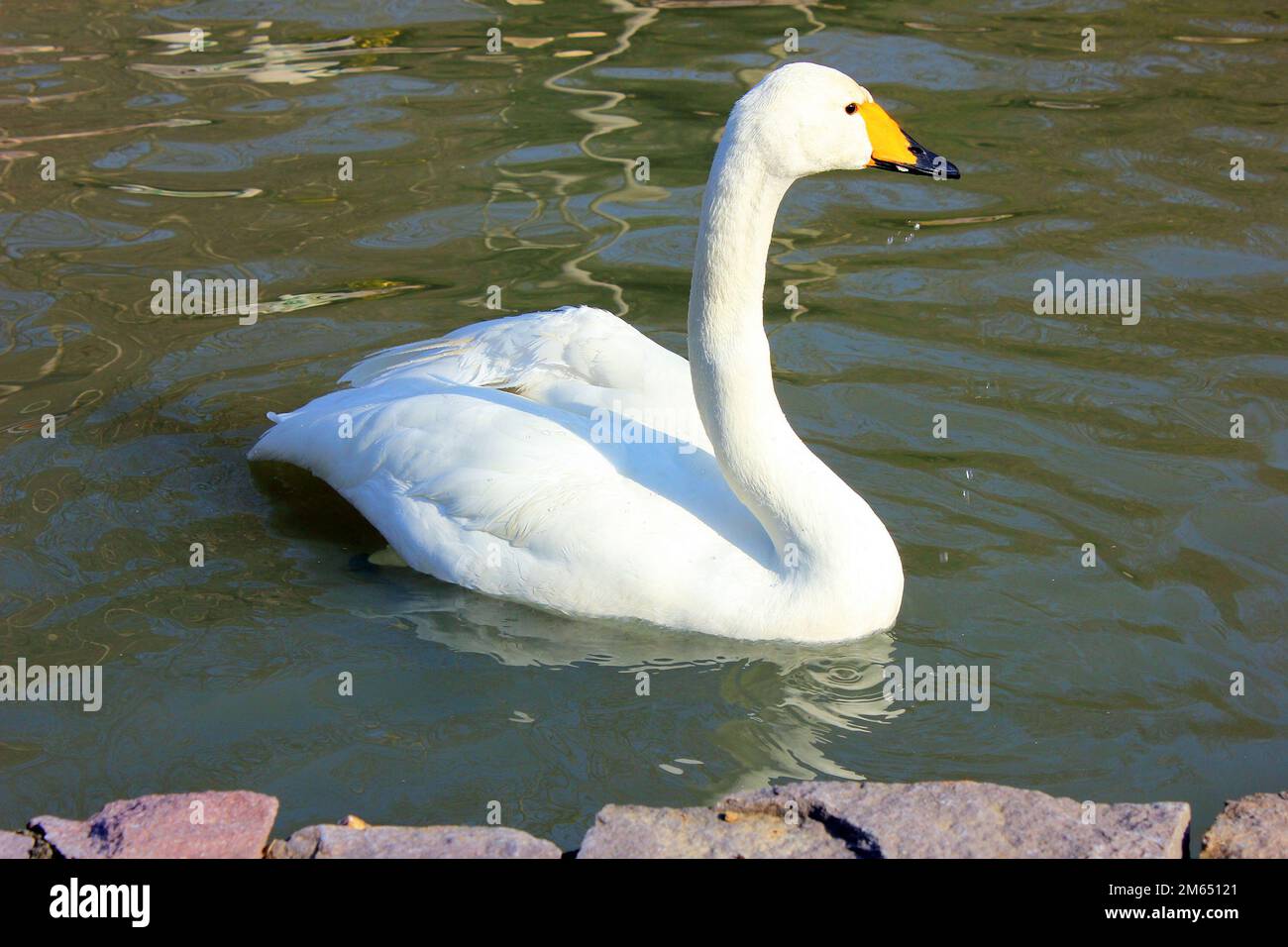 White beautiful swan swims in the pond Stock Photo - Alamy