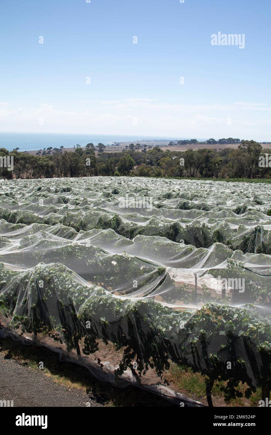 Vines covered in plastic sheets for protection at the Jack Rabbit