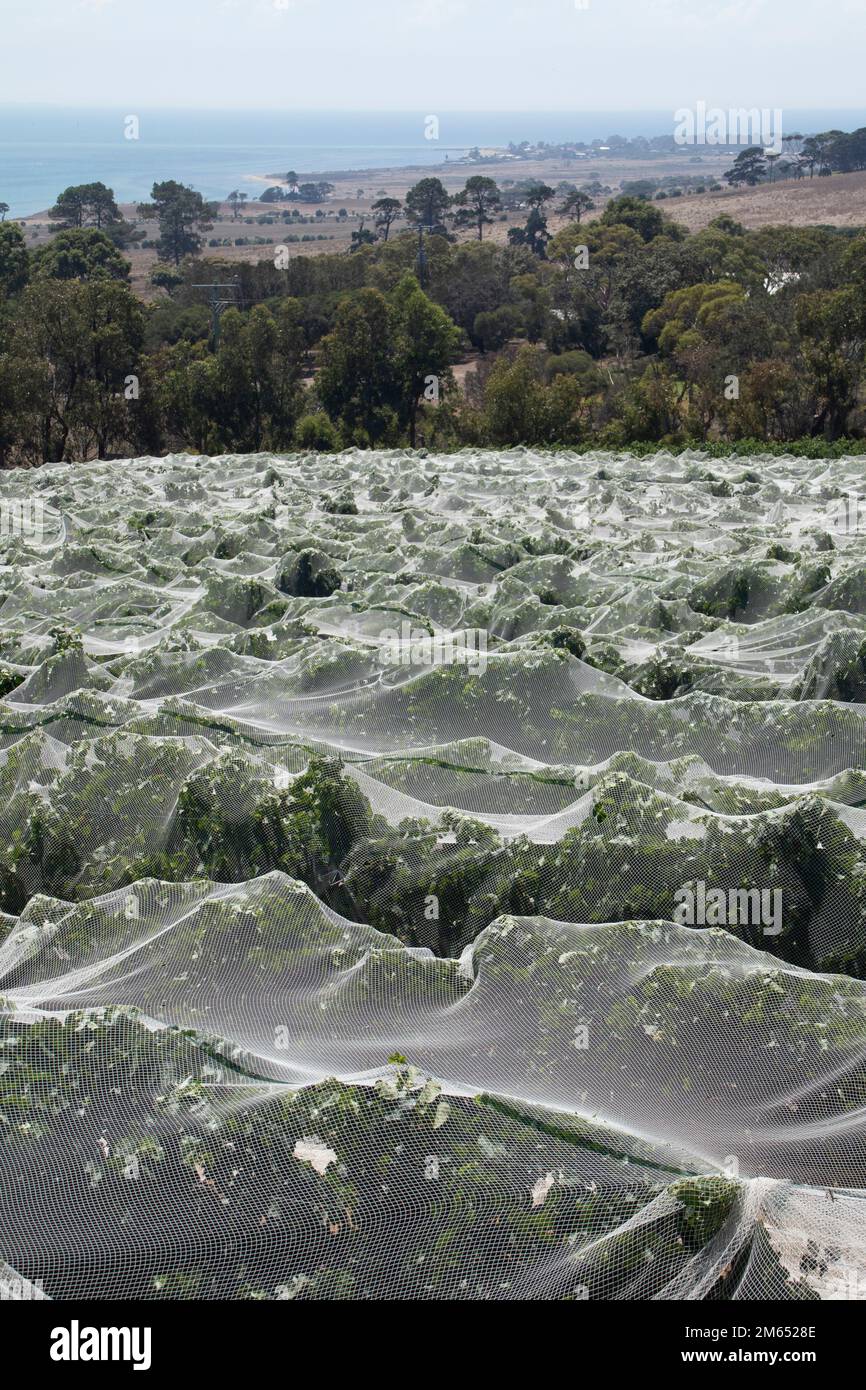 Vines covered in plastic sheets for protection at the Jack Rabbit