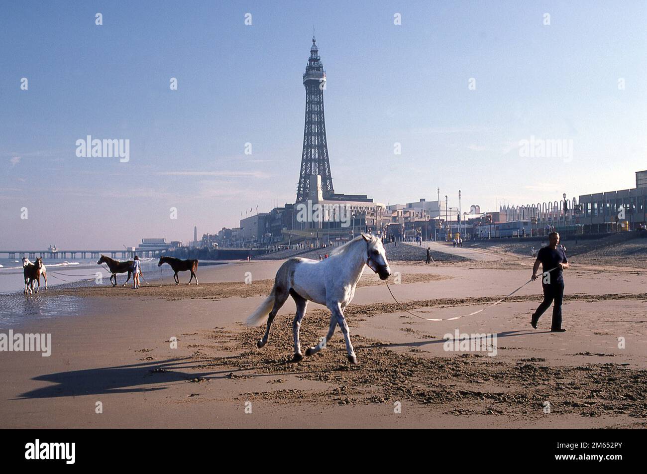 Circus horses exercising on Blackpool Beach 1984 Stock Photo