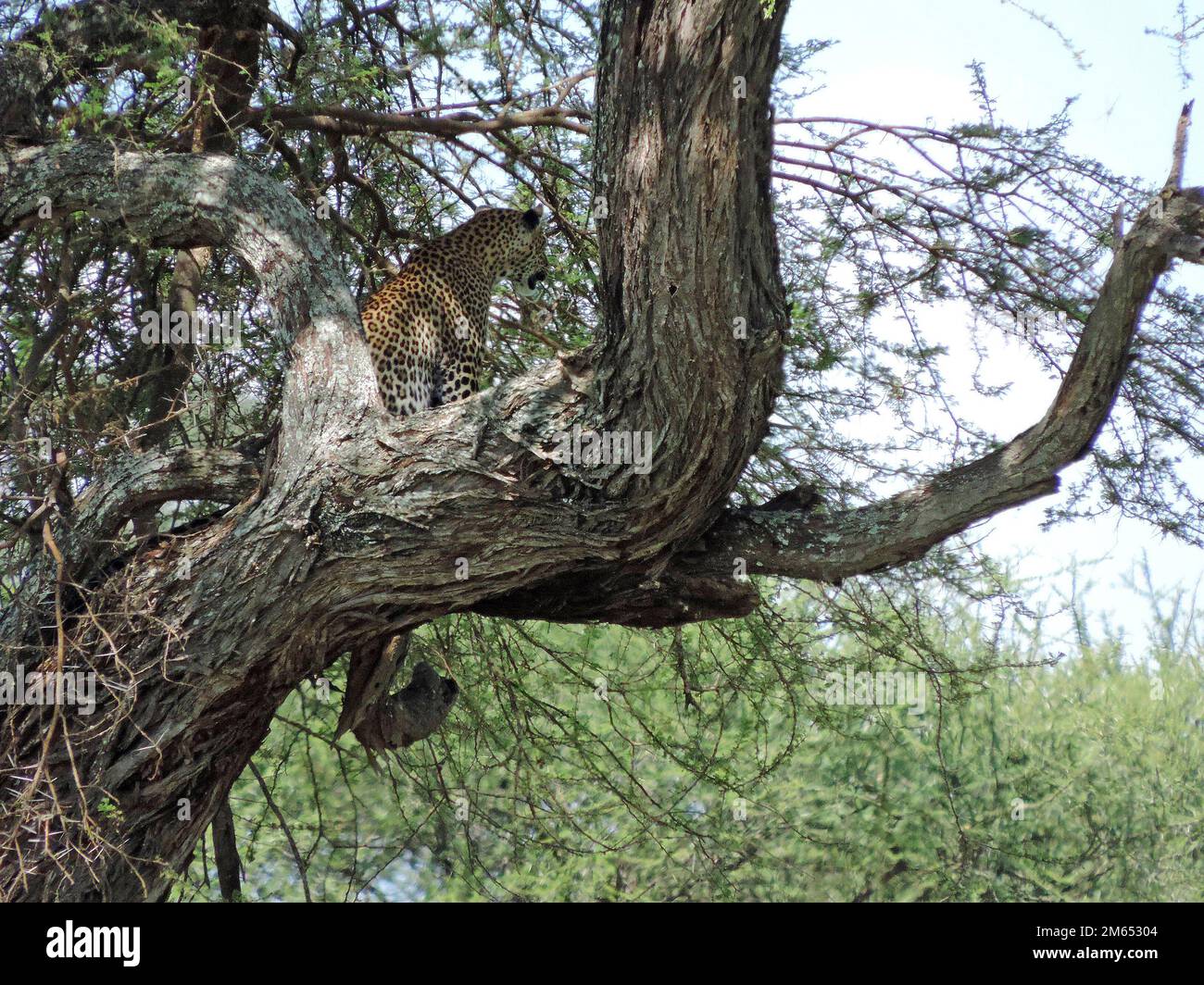 Leopard in a tree in the savannah Tanzania East Africa Stock Photo - Alamy