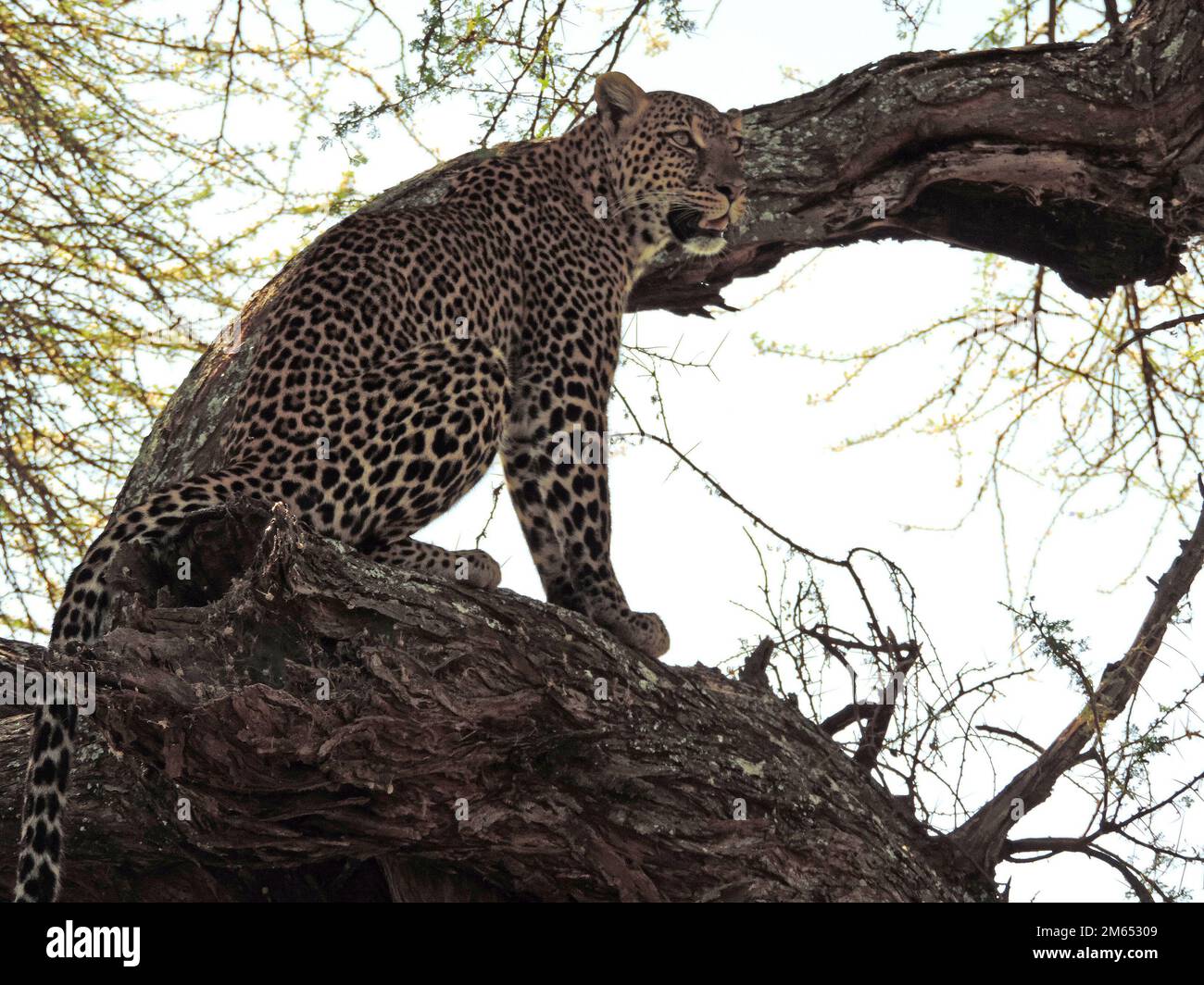 Leopard in a tree in the savannah Tanzania East Africa Stock Photo - Alamy