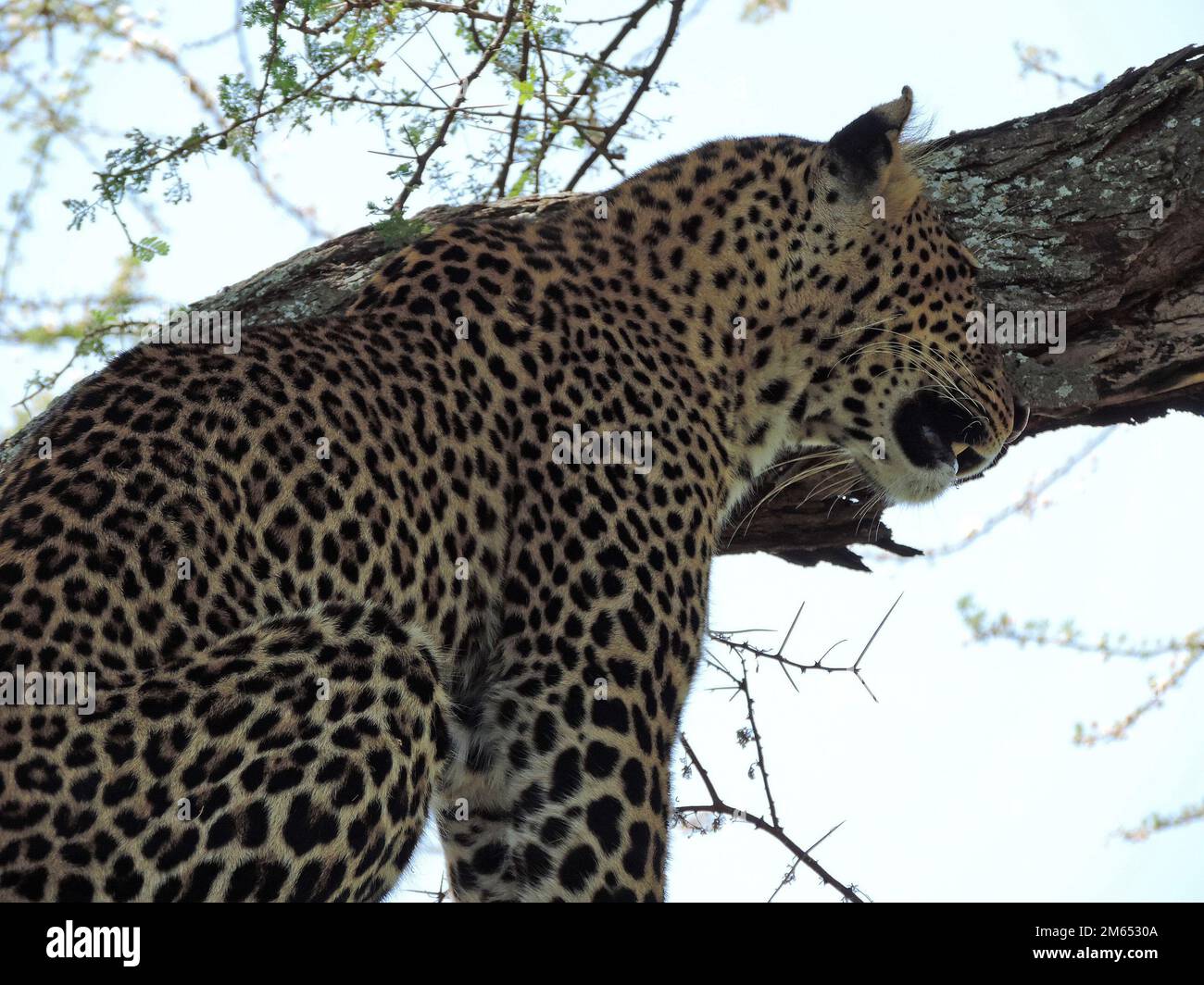 Leopard in a tree in the savannah Tanzania East Africa Stock Photo - Alamy
