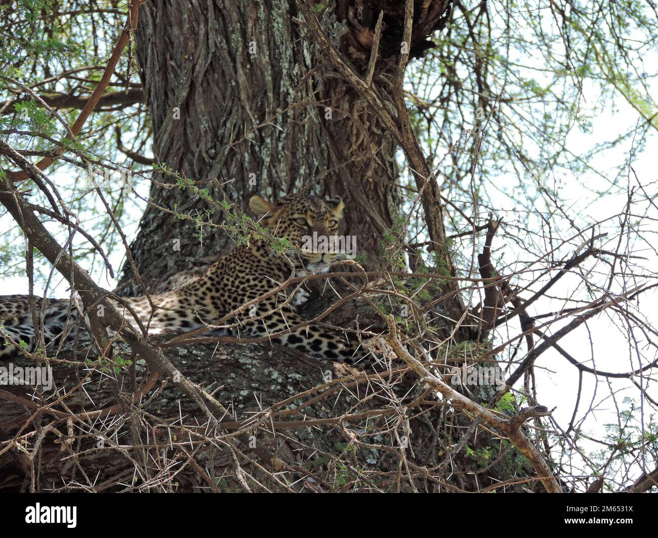 Leopard in a tree in the savannah Tanzania East Africa Stock Photo - Alamy