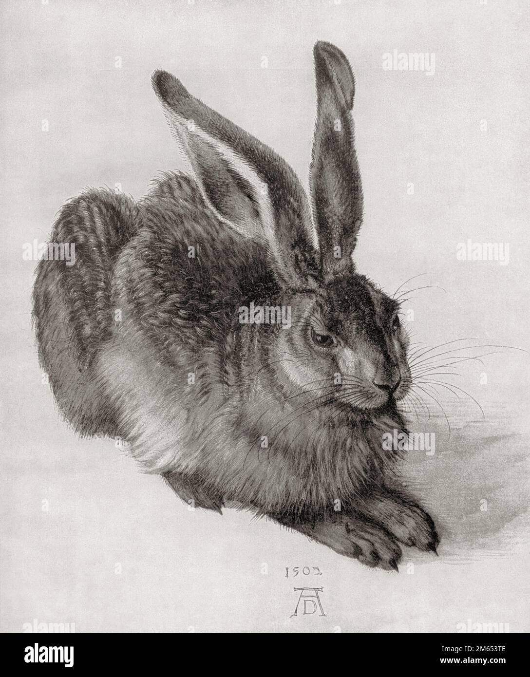A young hare, after the work by Albrecht Dürer, 1471 – 1528, sometimes spelled in English as Durer. German painter, printmaker, and theorist of the German Renaissance. From Albrecht Dürer, Sein Leben und eine Auswahl seiner Werke or His life and a selection of his works, published 1928. Stock Photo