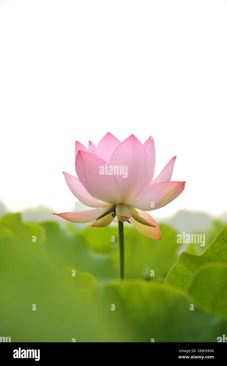 Blossoming lotus flowers in pond Stock Photo Alamy