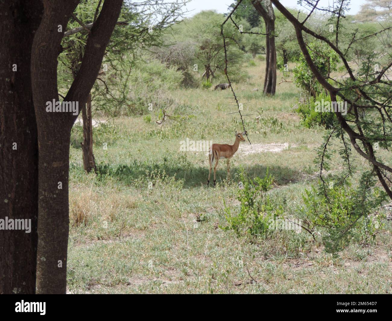 Thomson's gazelle in the savannah Tanzania East Africa Stock Photo - Alamy