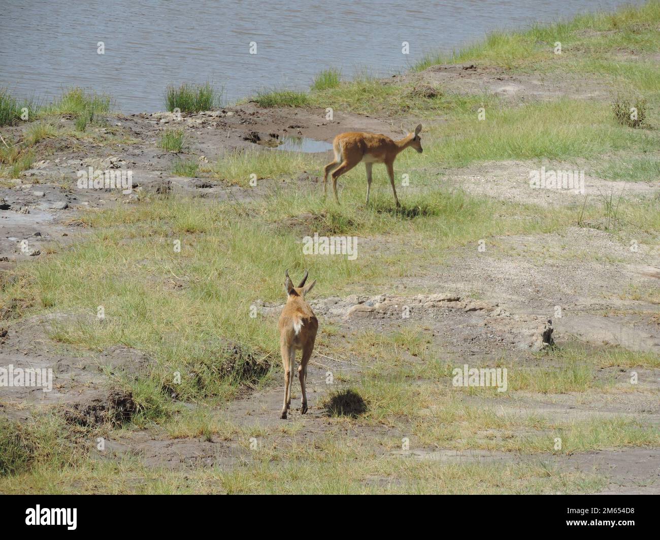 Thomson's gazelle in the savannah Tanzania East Africa Stock Photo - Alamy