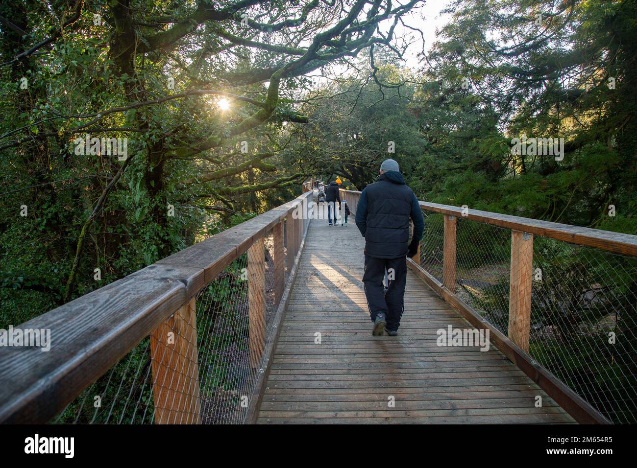 Wicklow, Ireland January 2nd 2023 Avondale treetop walk at Avondale