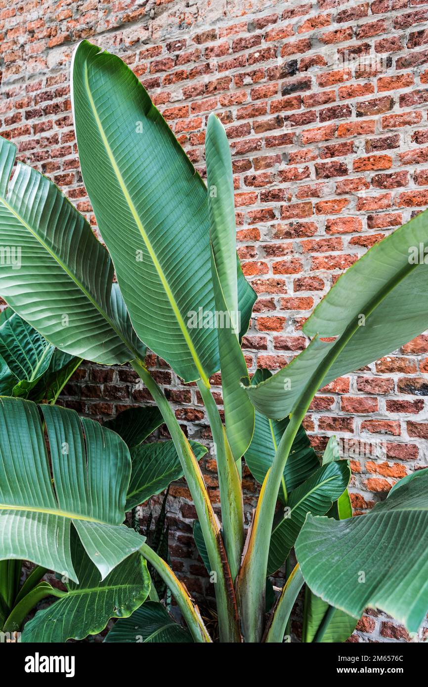 Tropical green plant on the background of a brick wall in the interior of a home garden. Home jungle design concept. High quality photo Stock Photo
