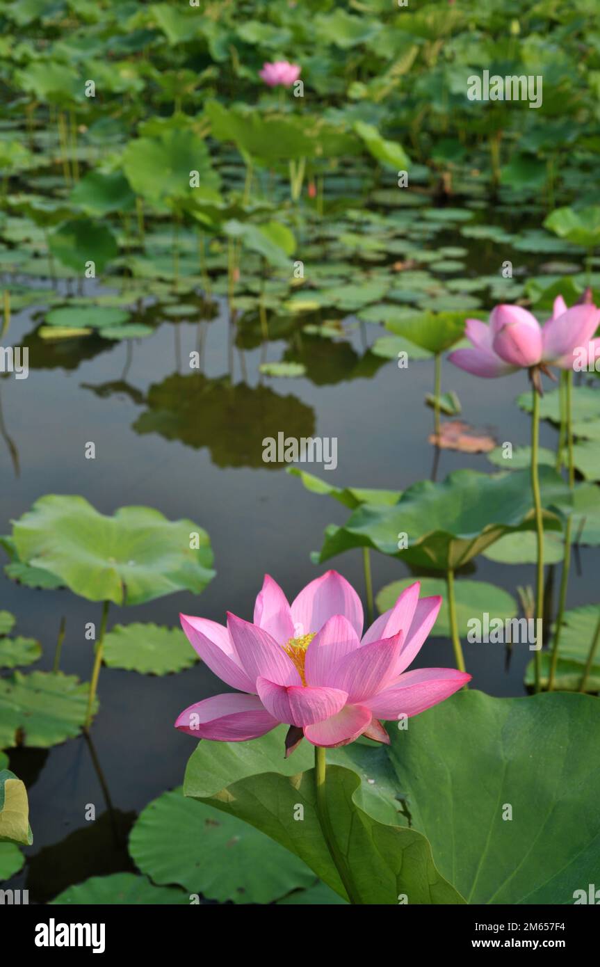 Blossoming lotus flowers in pond Stock Photo Alamy