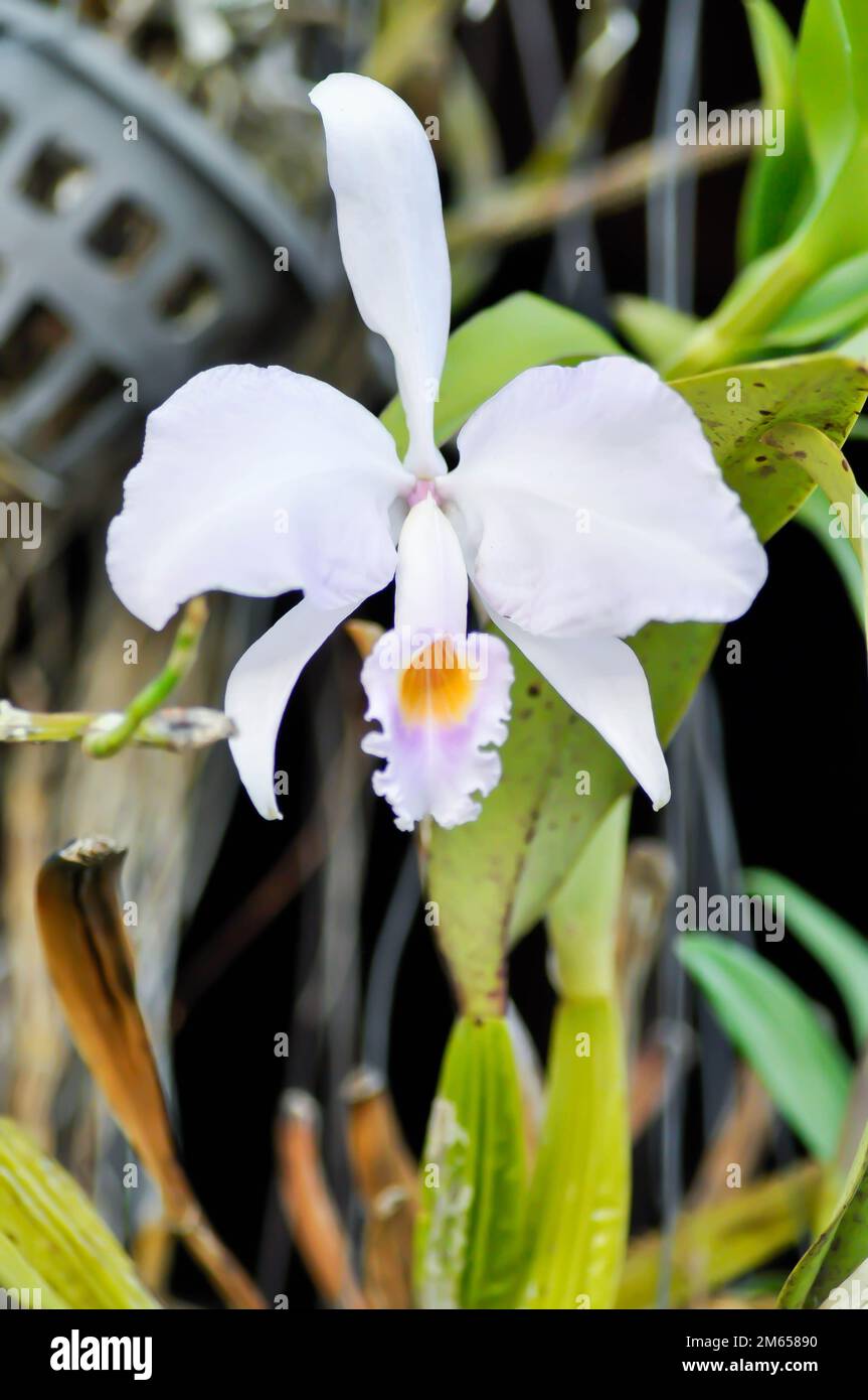 Cattleya gaskelliana var semi alba or orchid , white orchid flower in the garden Stock Photo