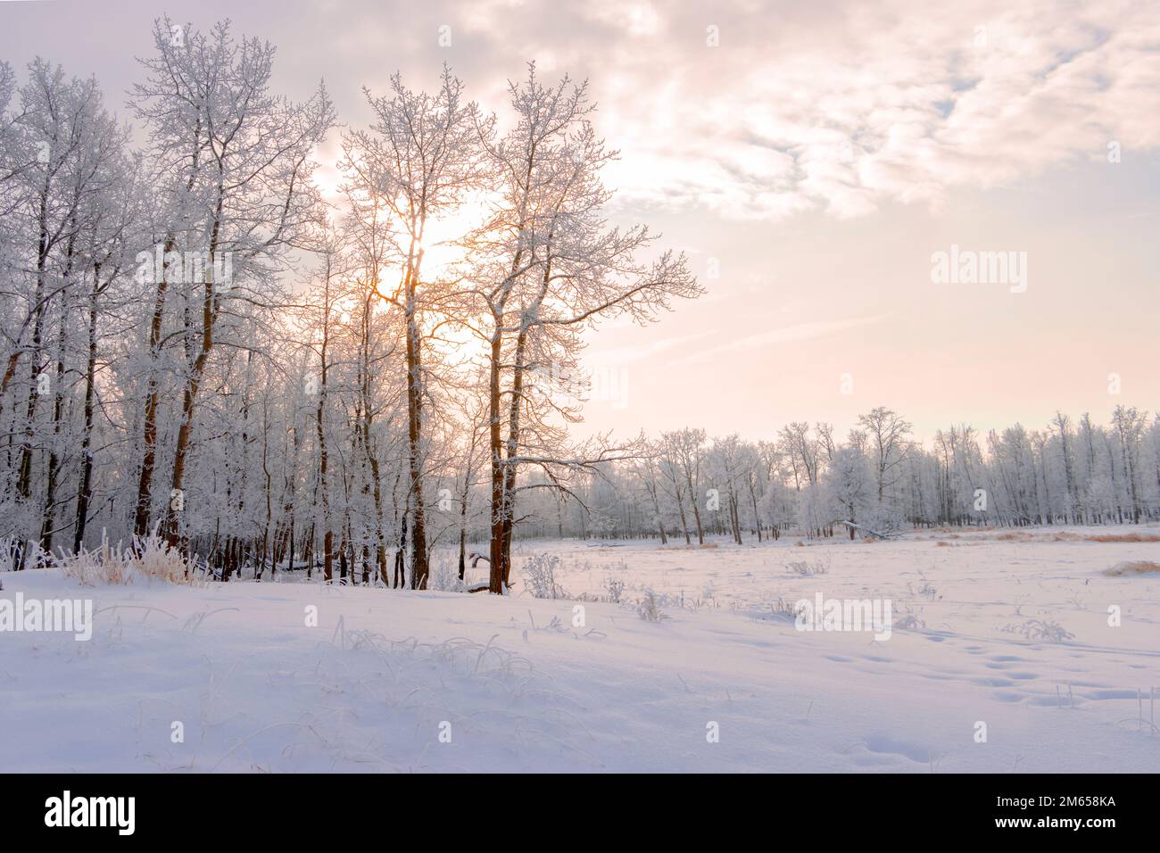 Frost covered landscape hi-res stock photography and images - Alamy