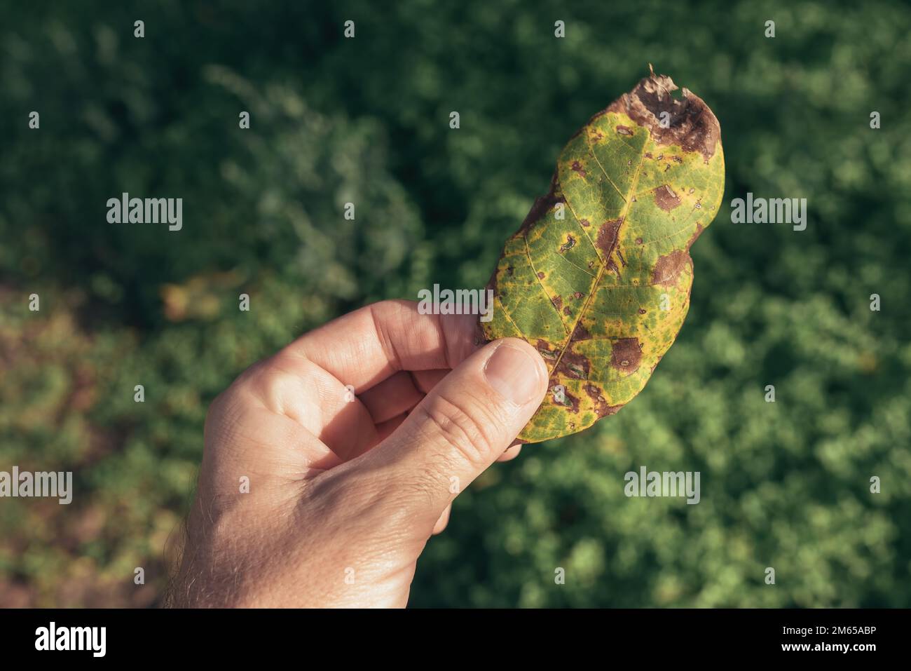 Gardener examining walnut tree leaf with fungal disease symptoms, selective focus Stock Photo