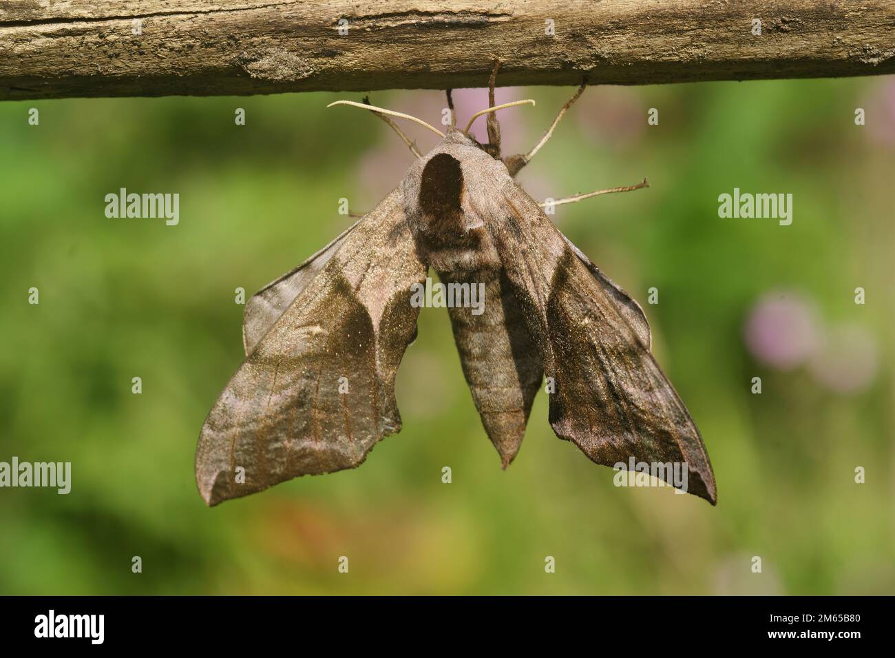 Detailed closeup on the large eyed hawk-moth, Smerinthus ocellatus, with open wings Stock Photo
