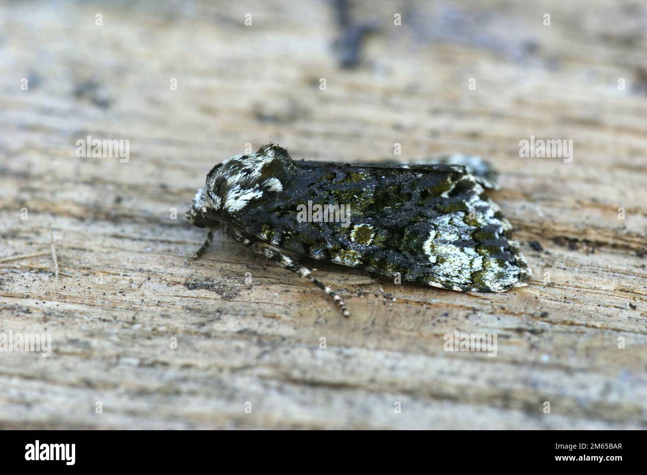 Detailed closeup on the coronet owlet moth, Craniophora ligustri, sitting on wood Stock Photo