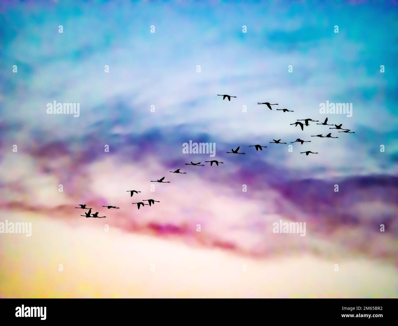 Flamingos flight during a sunset in Gruissan Stock Photo