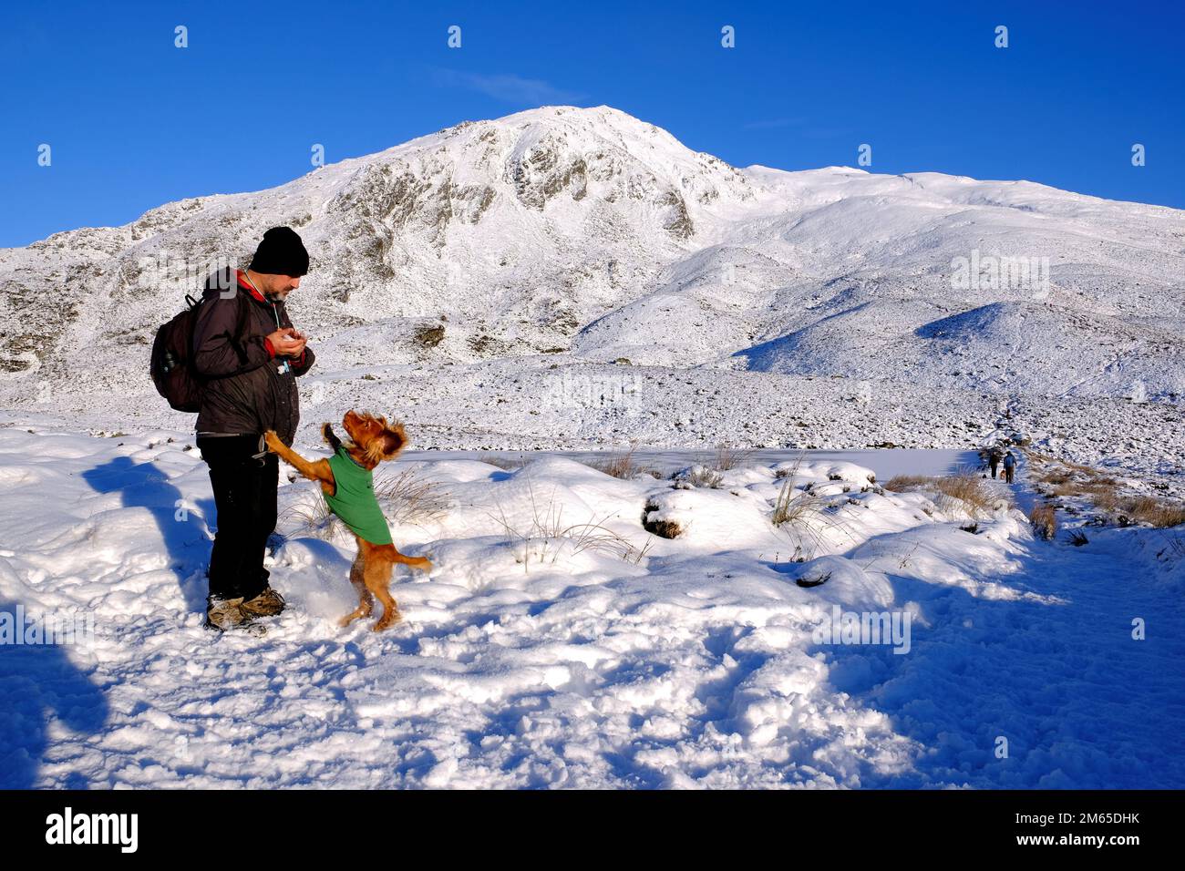 Pitlochry, Scotland, UK. 2nd January 2023. Winter snow, Hiker with playful Spaniel on the path up a snow covered Ben Vrackie, a prominent corbett at Pitlochry. Credit: Craig Brown/Alamy Live News Stock Photo