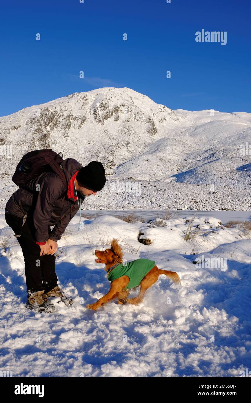 Pitlochry, Scotland, UK. 2nd January 2023. Winter snow, Hiker with playful Spaniel on the path up a snow covered Ben Vrackie, a prominent corbett at Pitlochry. Credit: Craig Brown/Alamy Live News Stock Photo