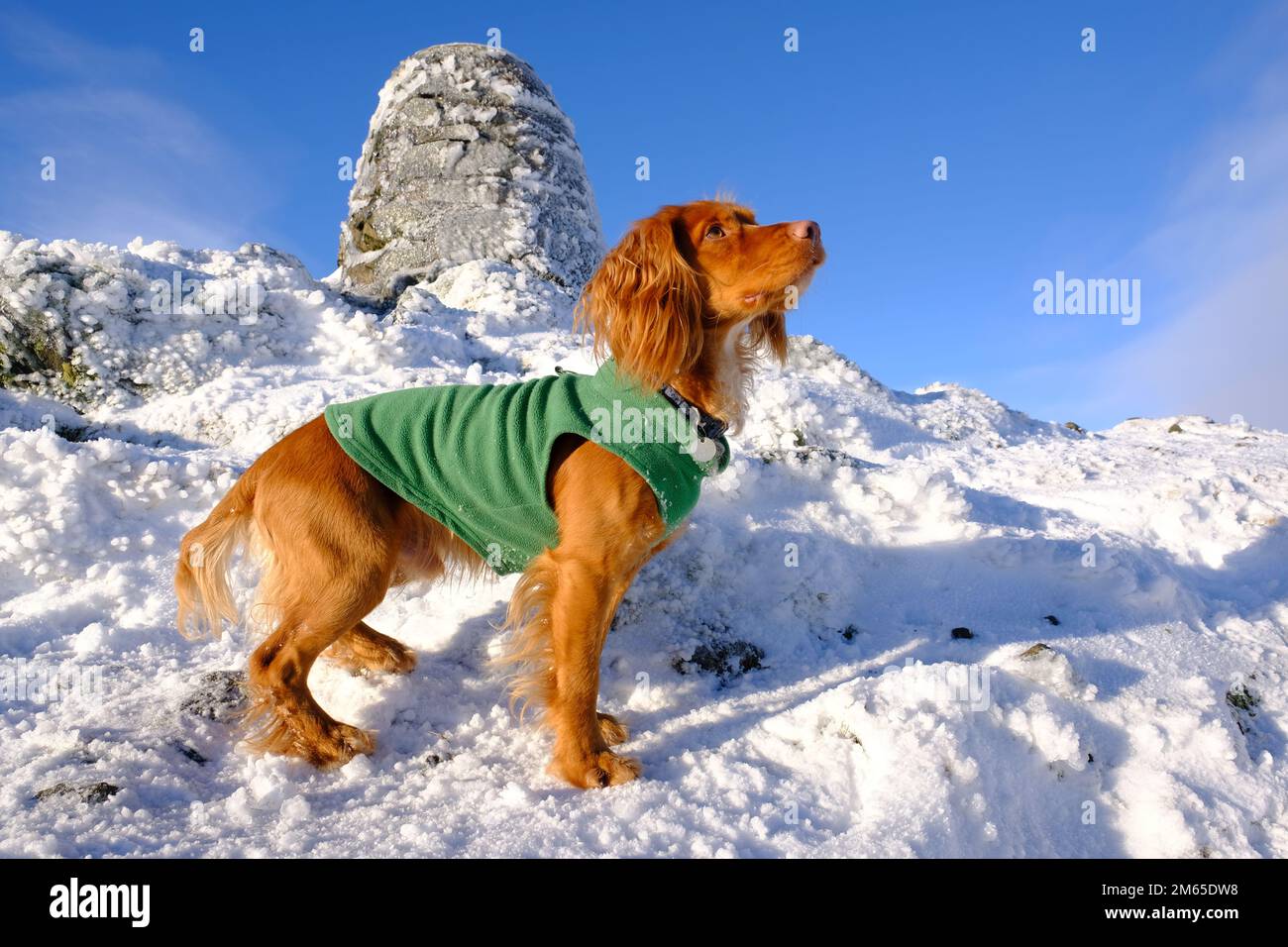 Pitlochry, Scotland, UK. 2nd January 2023. Winter snow, Cocker Spaniel on the summit of a snow covered Ben Vrackie, a prominent corbett at Pitlochry. Credit: Craig Brown/Alamy Live News Stock Photo