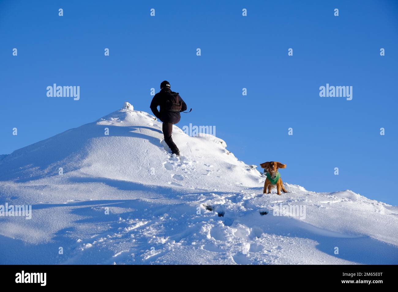 Pitlochry, Scotland, UK. 2nd January 2023. Winter snow, Hiker and Spaniel on the path and summit of a snow covered Ben Vrackie, a prominent corbett at Pitlochry. Credit: Craig Brown/Alamy Live News Stock Photo