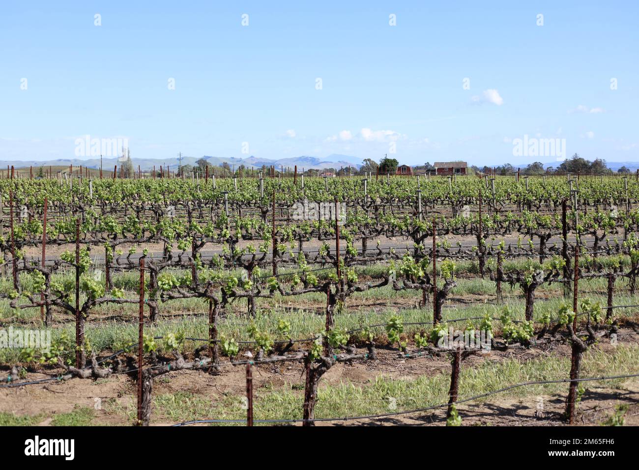 Sunny day at the vineyards in Napa Valley. Idyllic view and a lot of memories on a great vacation. Stock Photo
