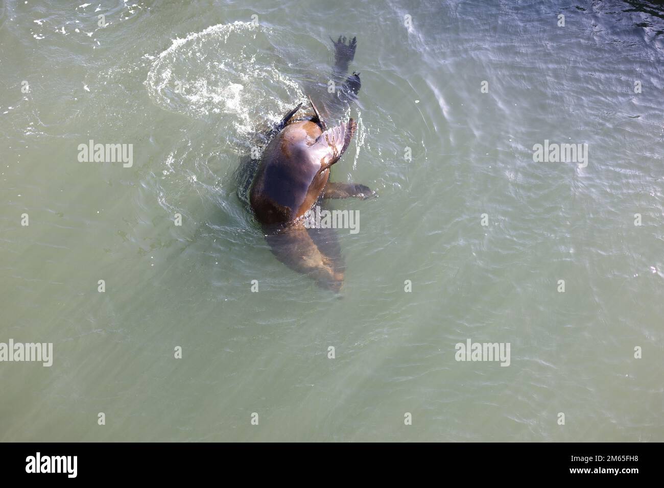 Let's enjoy and play with the sea lion Stock Photo