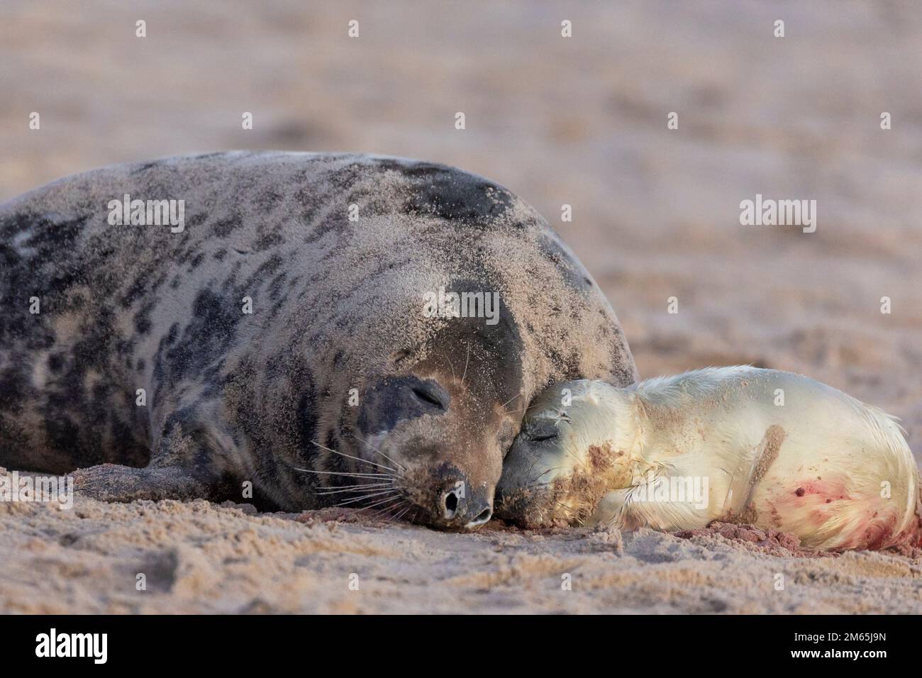 Grey seal (Halichoerus grypus) mother bonding with new born pup on a beach Stock Photo