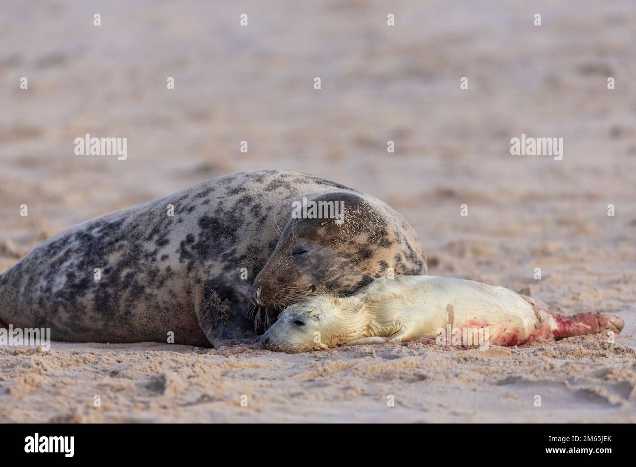 Grey seal (Halichoerus grypus) mother bonding with new born pup on a beach Stock Photo