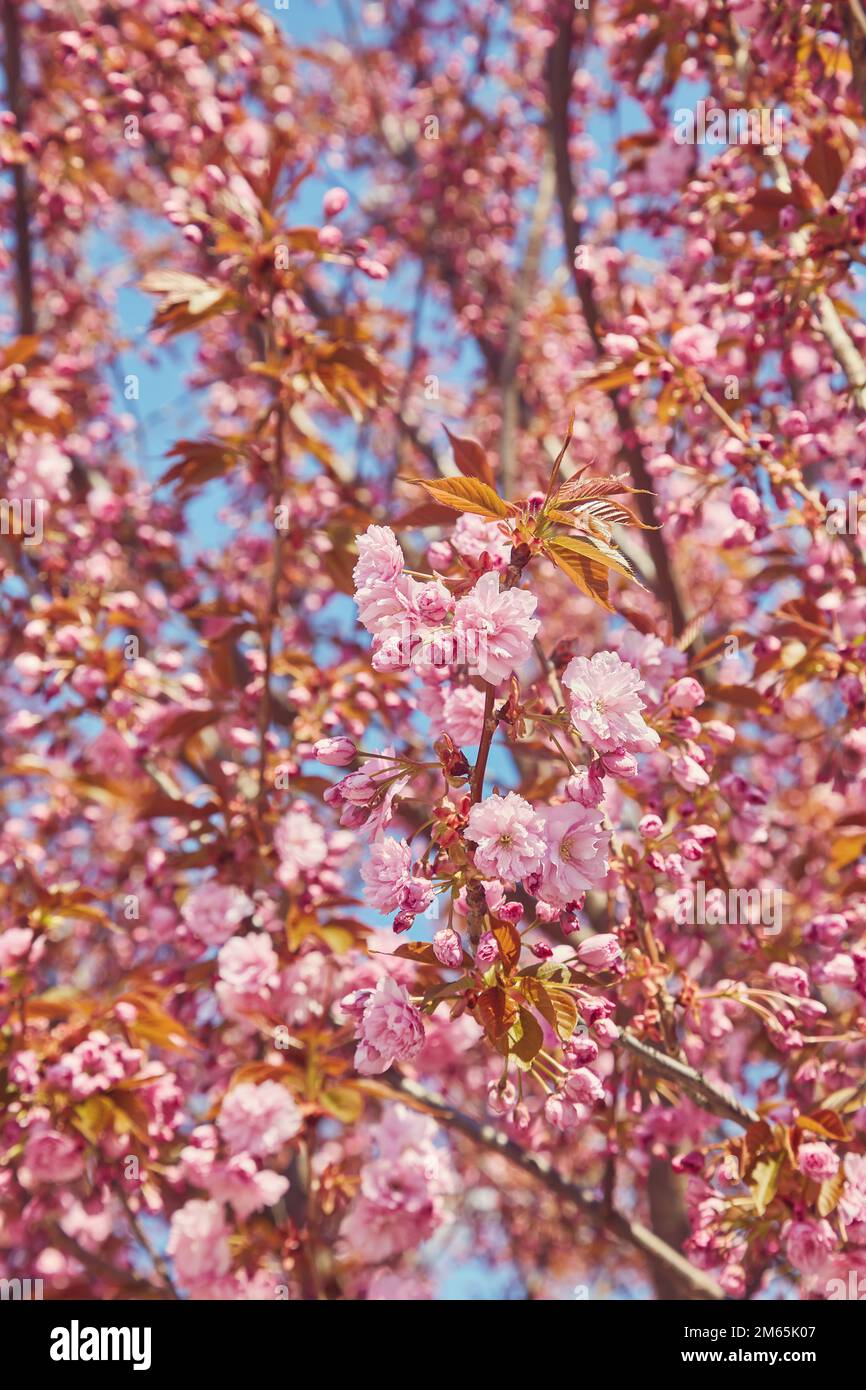 Amazing pink cherry blossoms on the Sakura tree in a blue sky ...