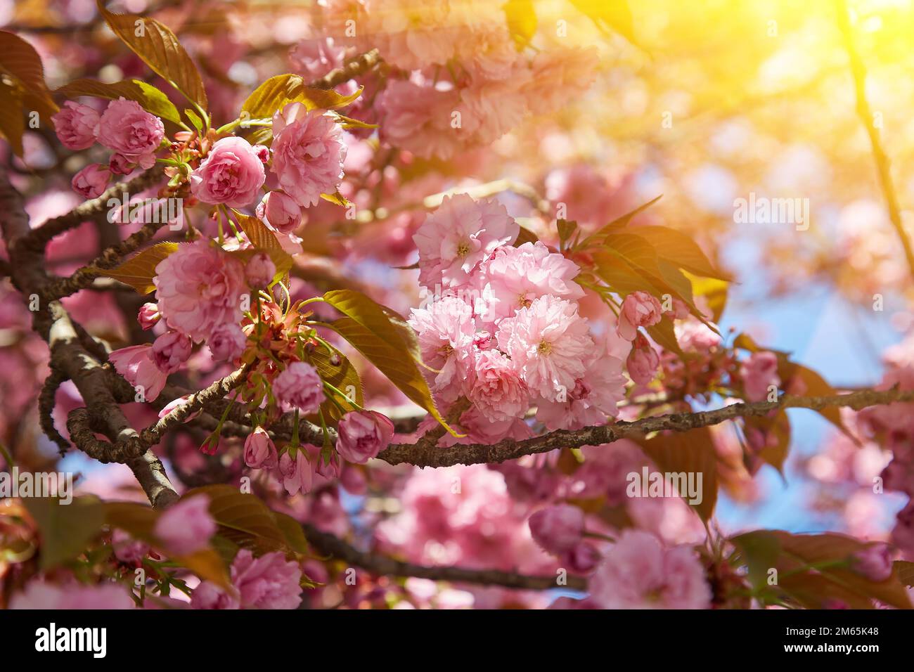 Beautiful cherry blossom sakura in spring time over blue sky Stock ...