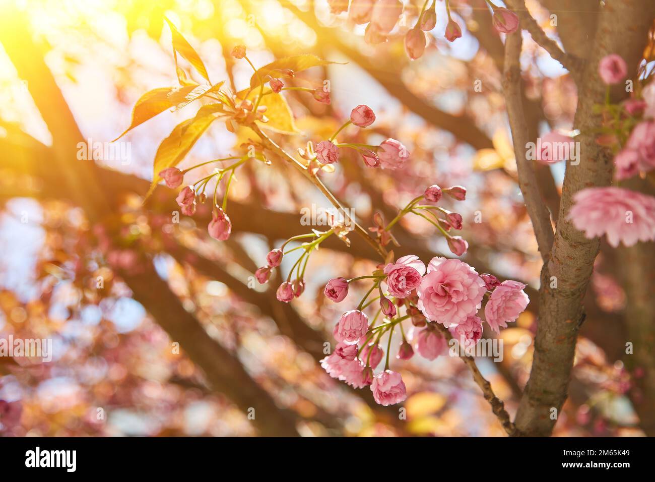 Amazing pink cherry blossoms on the Sakura tree in a blue sky ...