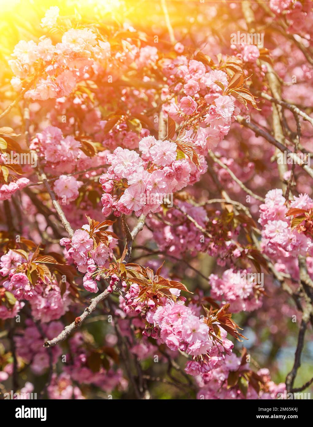 Amazing pink cherry blossoms on the Sakura tree in a blue sky ...