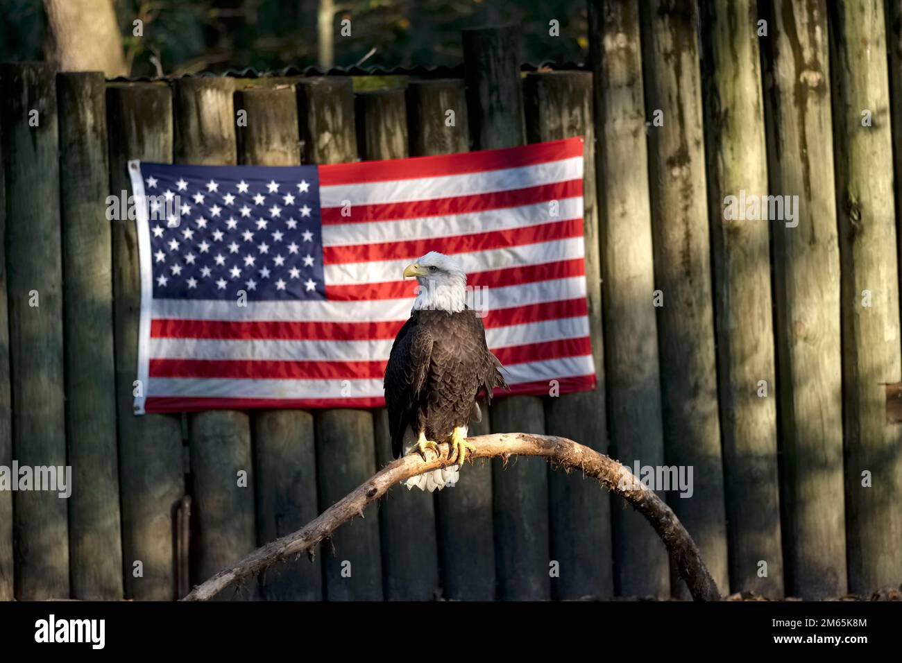 American Bald Eagle on Flag for Veteran's Day by Michael Shake