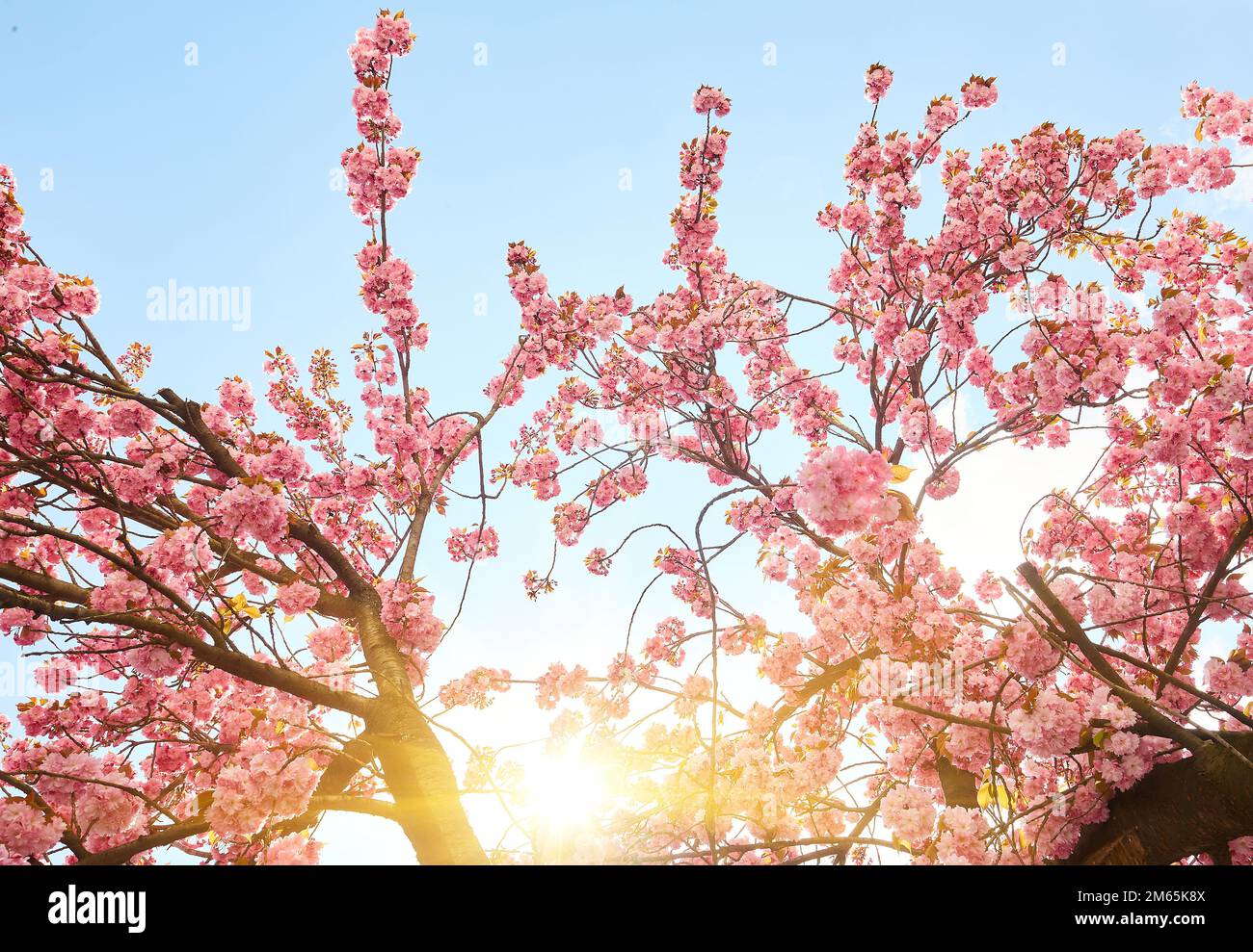 Beautiful cherry blossom sakura in spring time over blue sky Stock ...