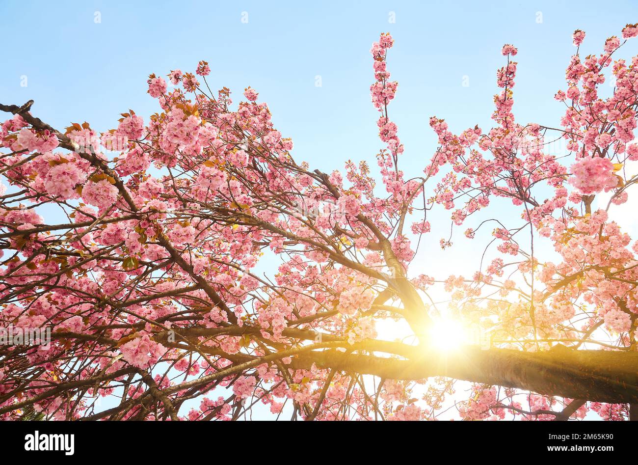 Amazing pink cherry blossoms on the Sakura tree in a blue sky ...