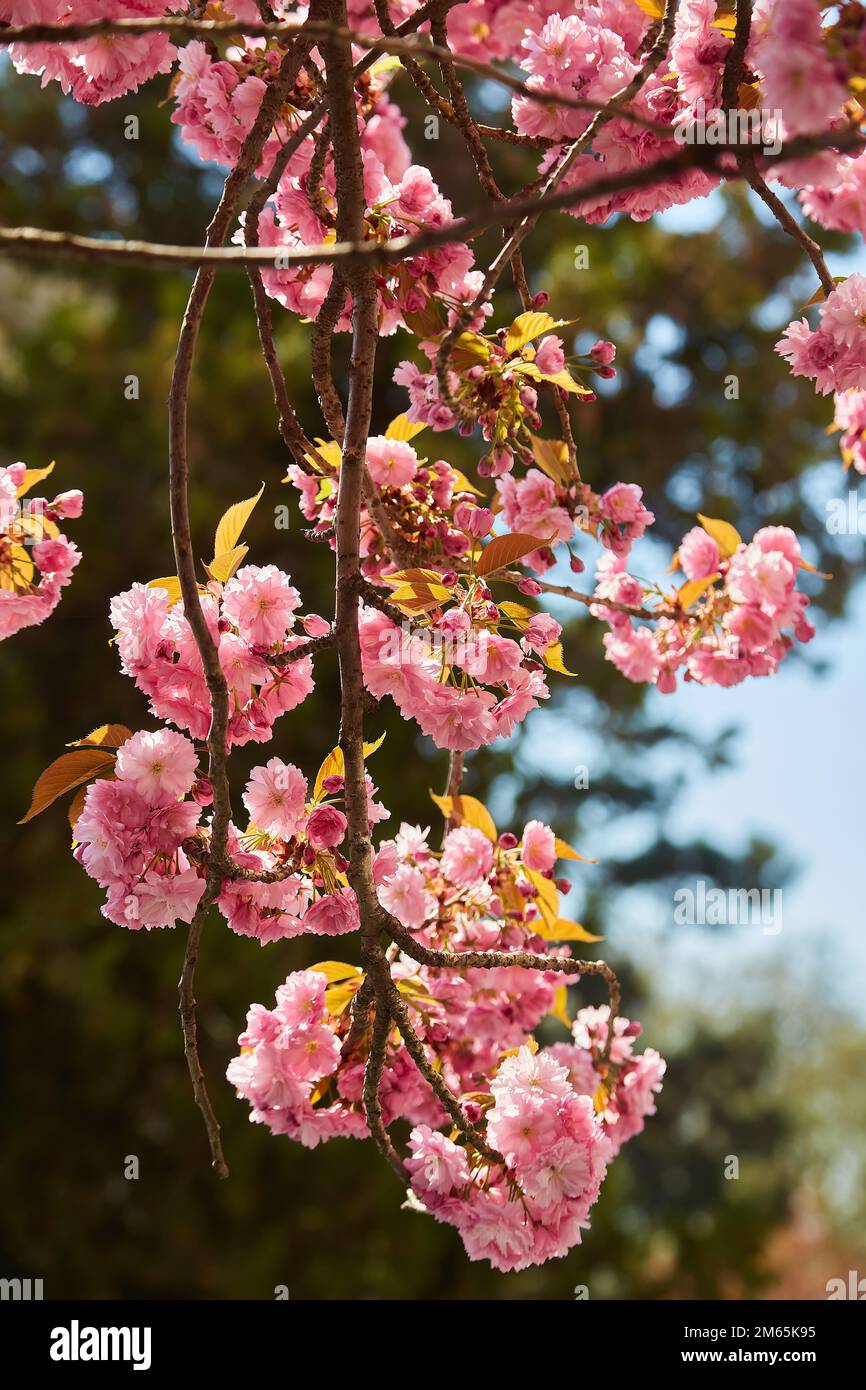 Beautiful cherry blossom sakura in spring time over blue sky Stock ...
