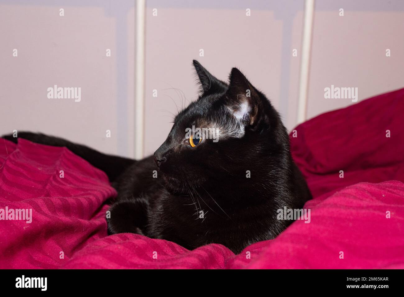 A black cat lies comfortably in a bed Stock Photo - Alamy