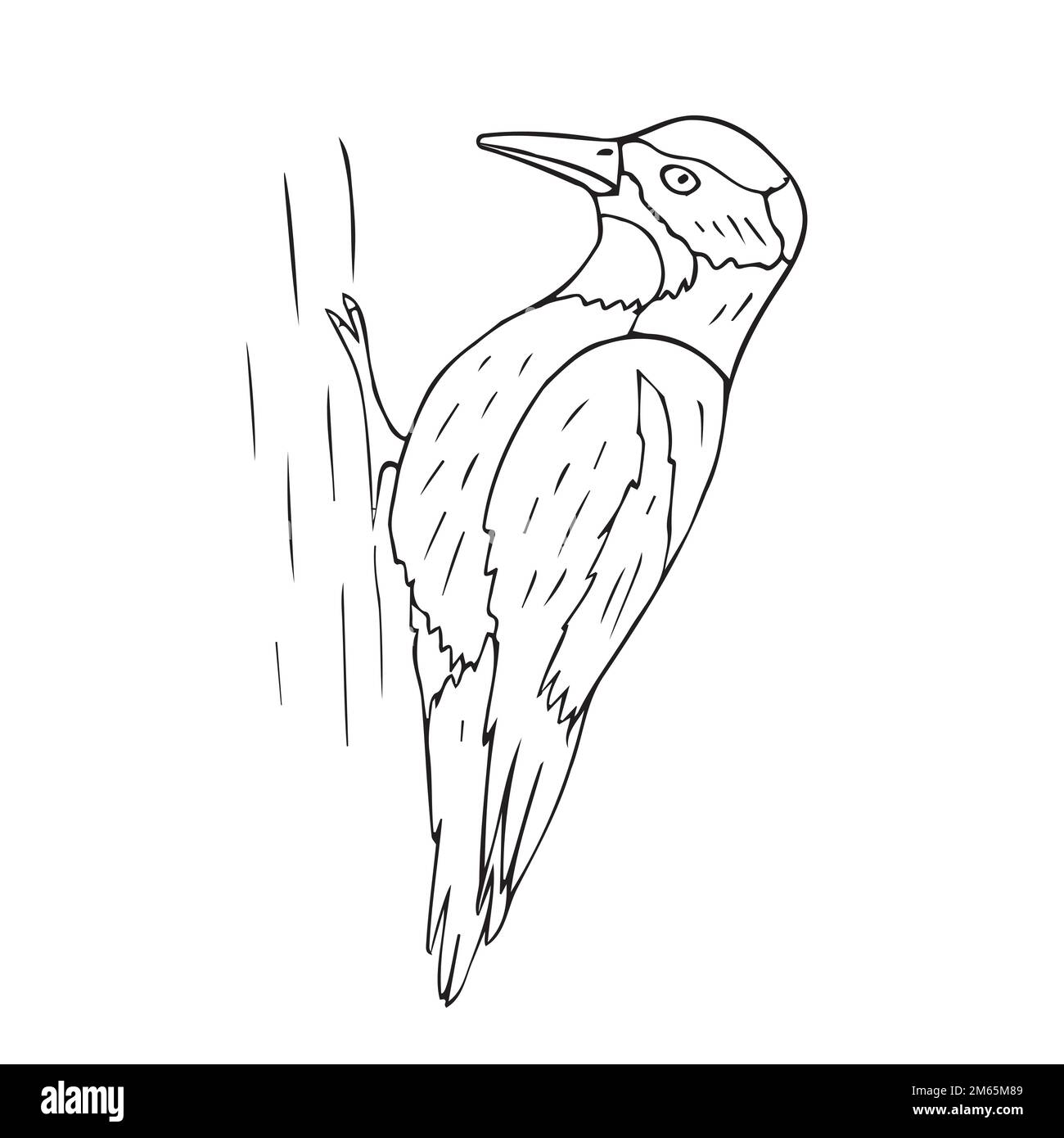 Vector hand drawn woodpecker bird isolated on white background Stock