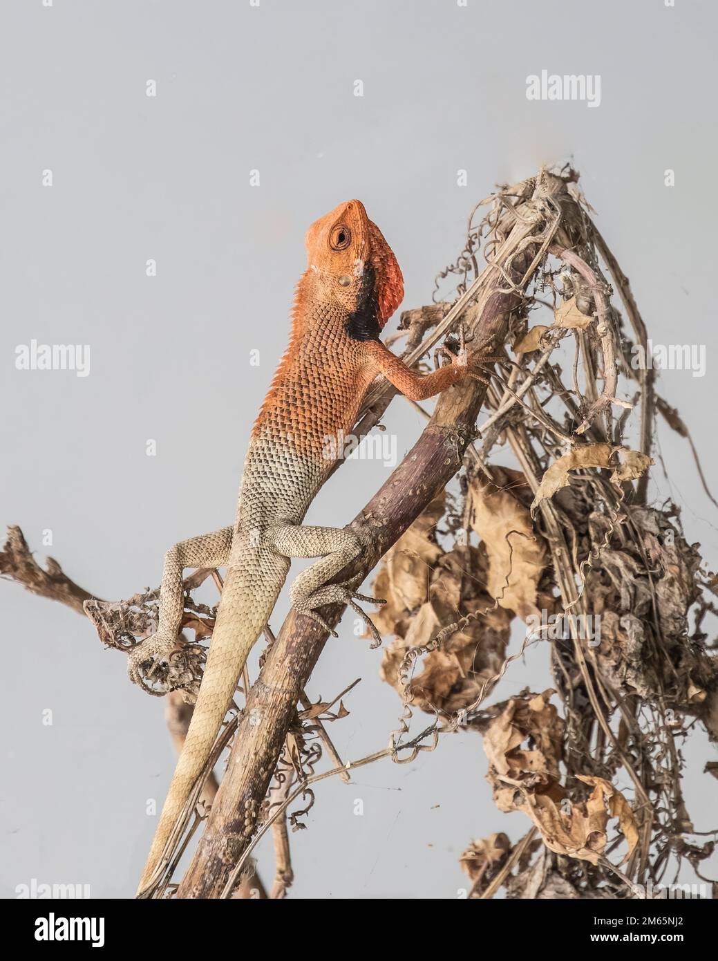 A chameleon on a dry tree Stock Photo