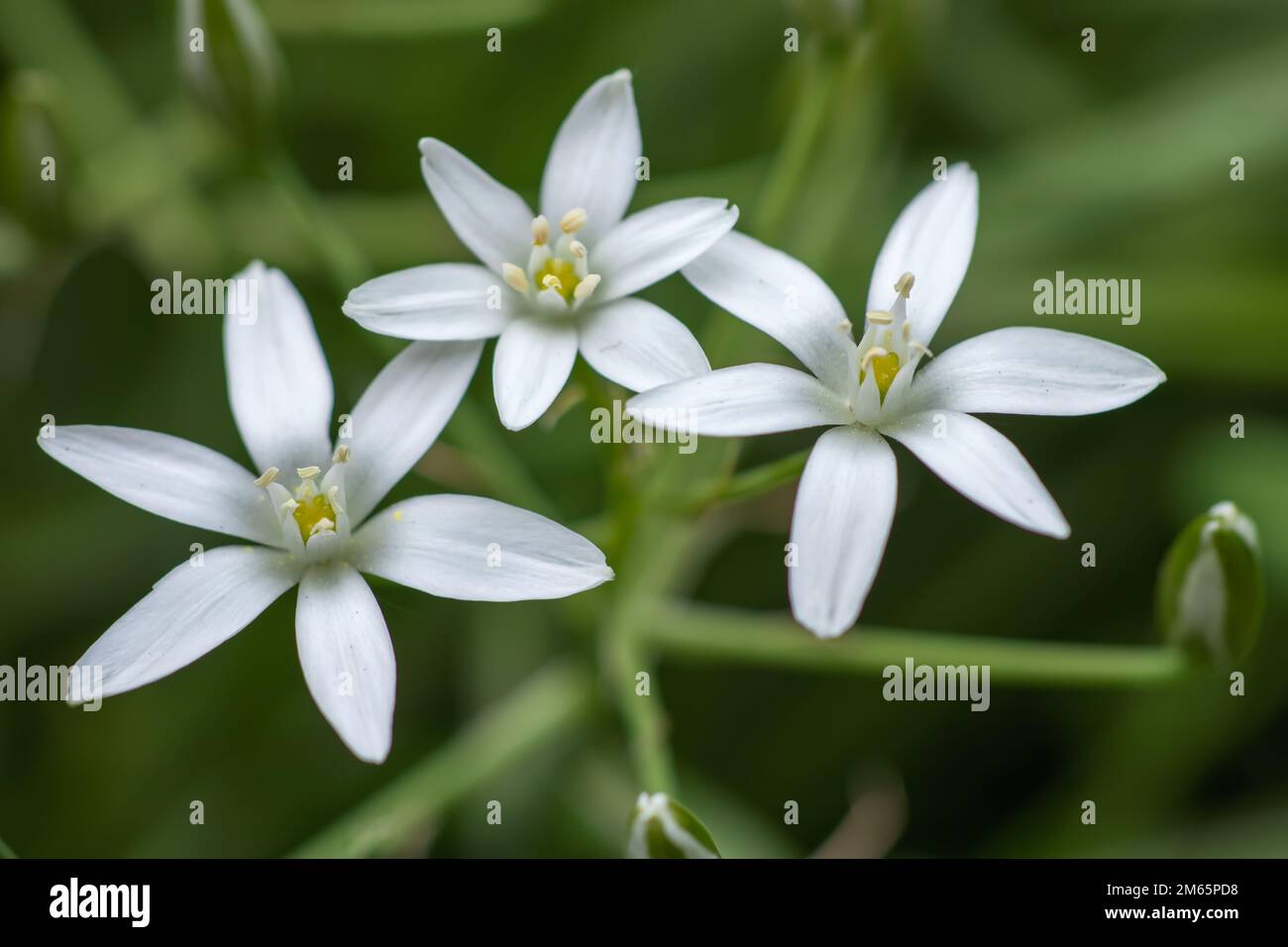 Ornithogalum flowers. beautiful bloom in the spring garden. Many white flowers of Ornithogalum. Ornithogalum umbellatum grass lily in bloom, small orn Stock Photo