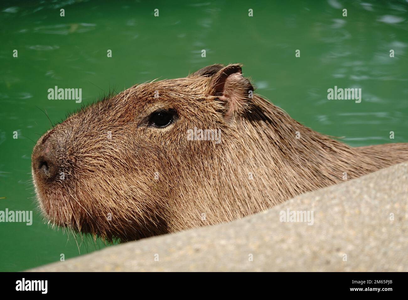 capybara swimming pool