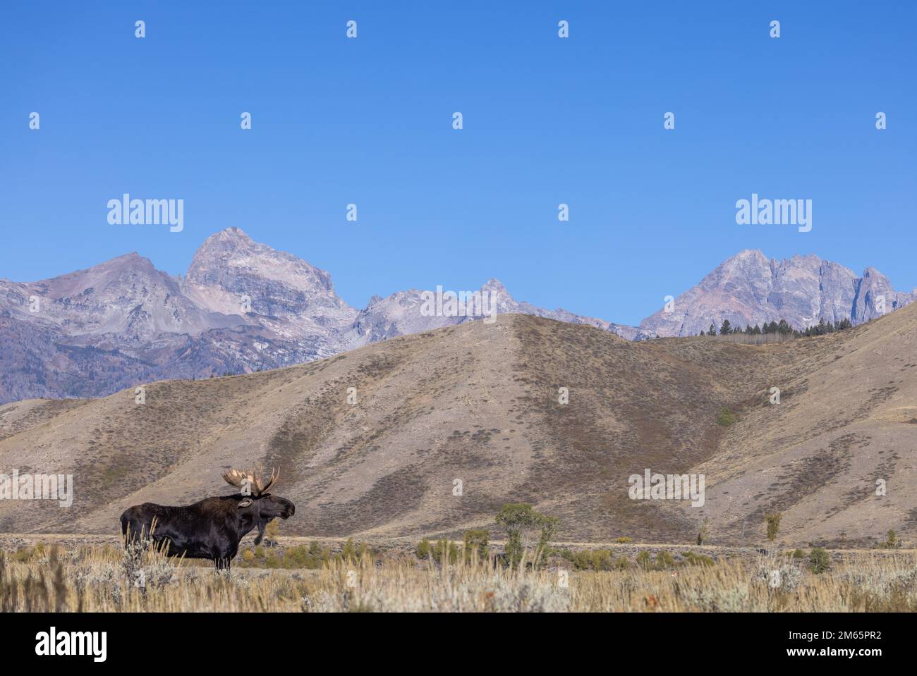 Bull Moose During the Rut in Wyoming in Autumn Stock Photo - Alamy