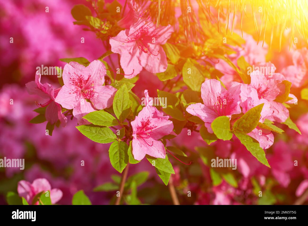 Pink Rhodos PInk rhododendron macro, close up, lush bloom in the nursery of ...
