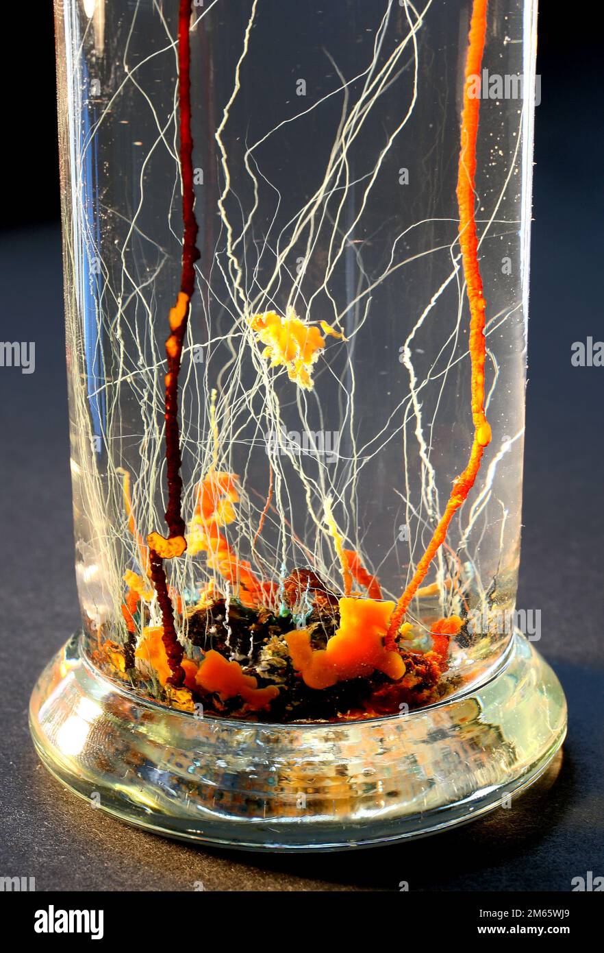 Chemical gardening is an experiment in chemistry performed by adding