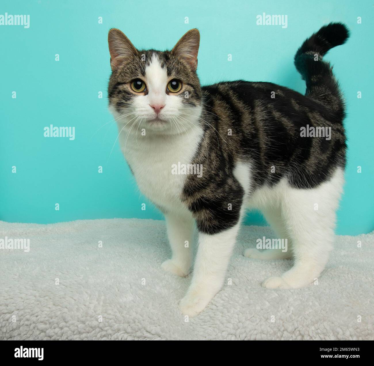 cute brown and white tabby cat standing up Stock Photo - Alamy