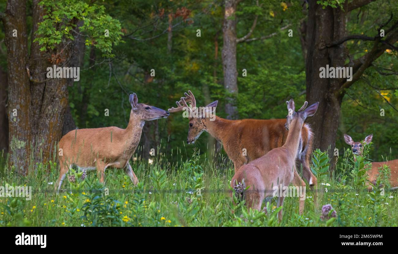 Whitetailed deer in northern Wisconsin Stock Photo Alamy