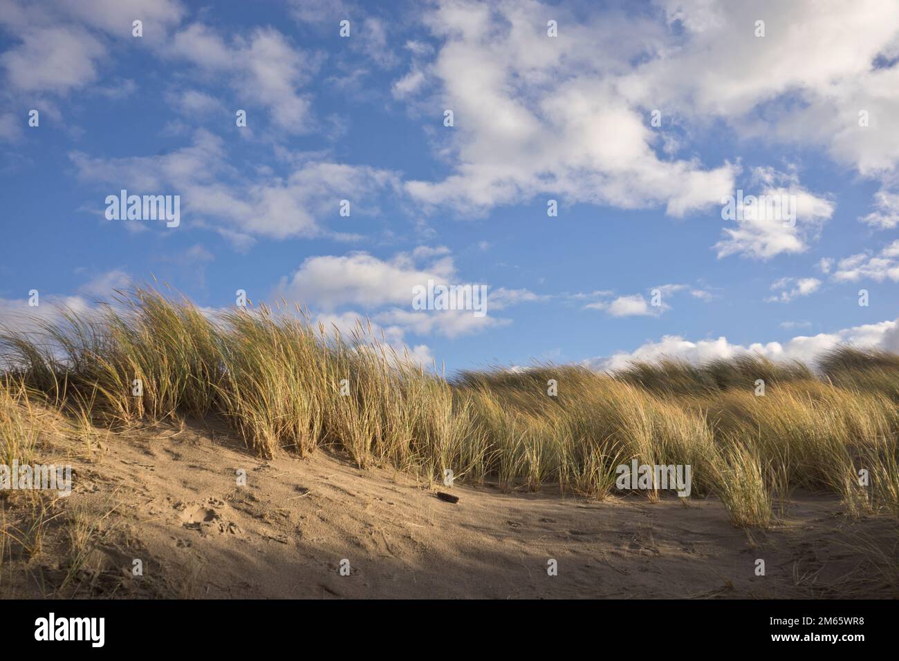 Sand dunes on the beach in Ynyslas at the Dyfi estuary, near Borth and