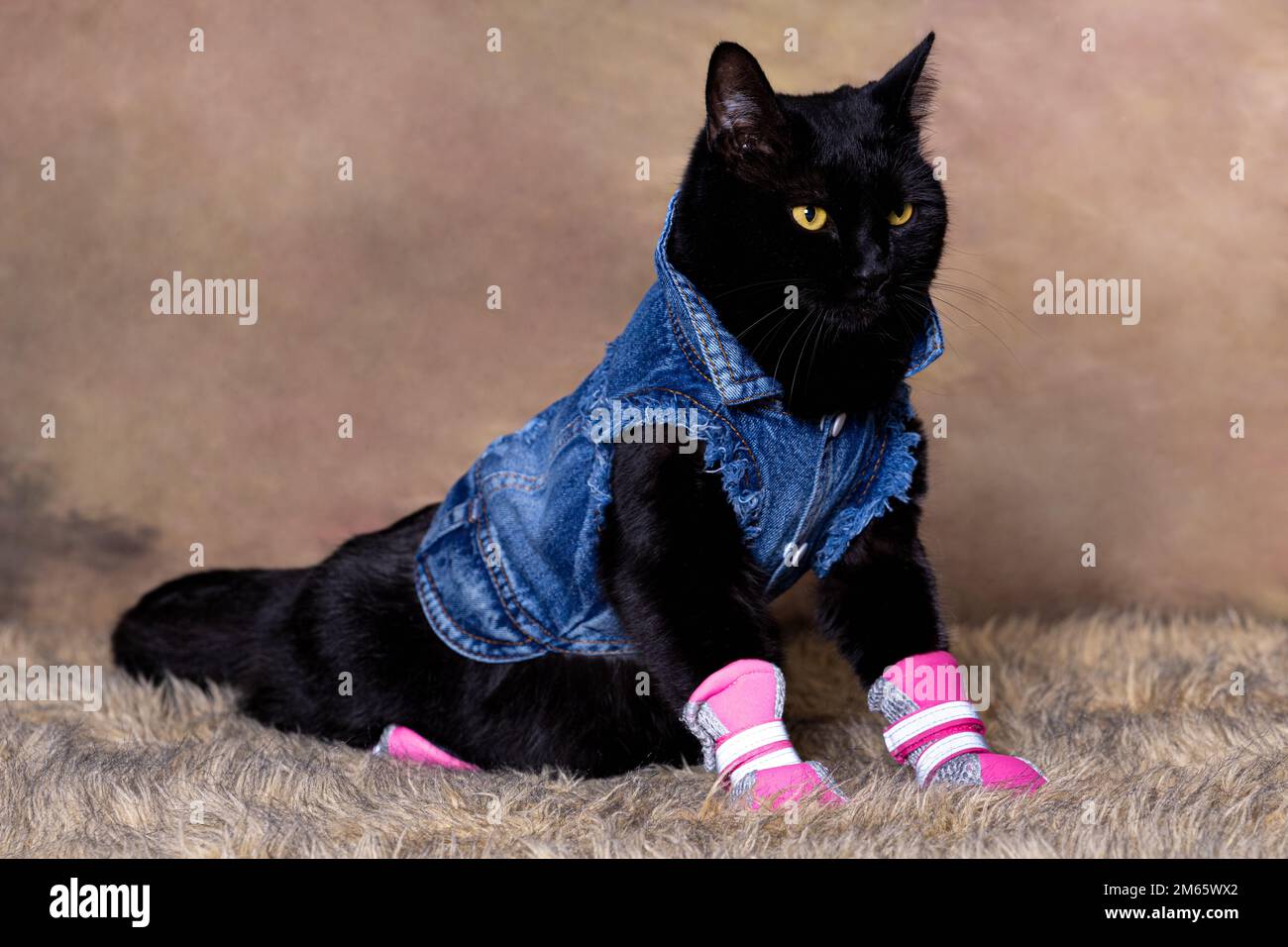 Black cat in blue jean jacket posed like a fashion model Stock Photo